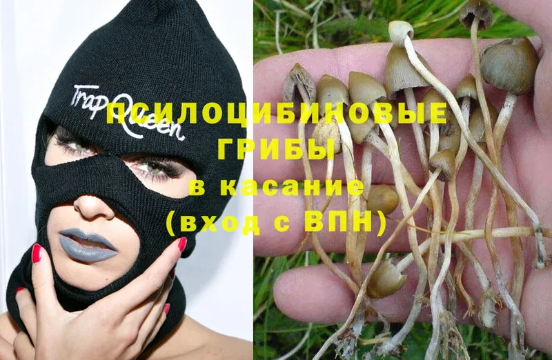 Псилоцибиновые грибы Psilocybe  Отрадное 